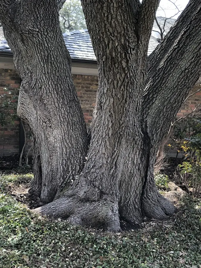 Mature heritage tree close to a Delanson property cared for by certified arborists